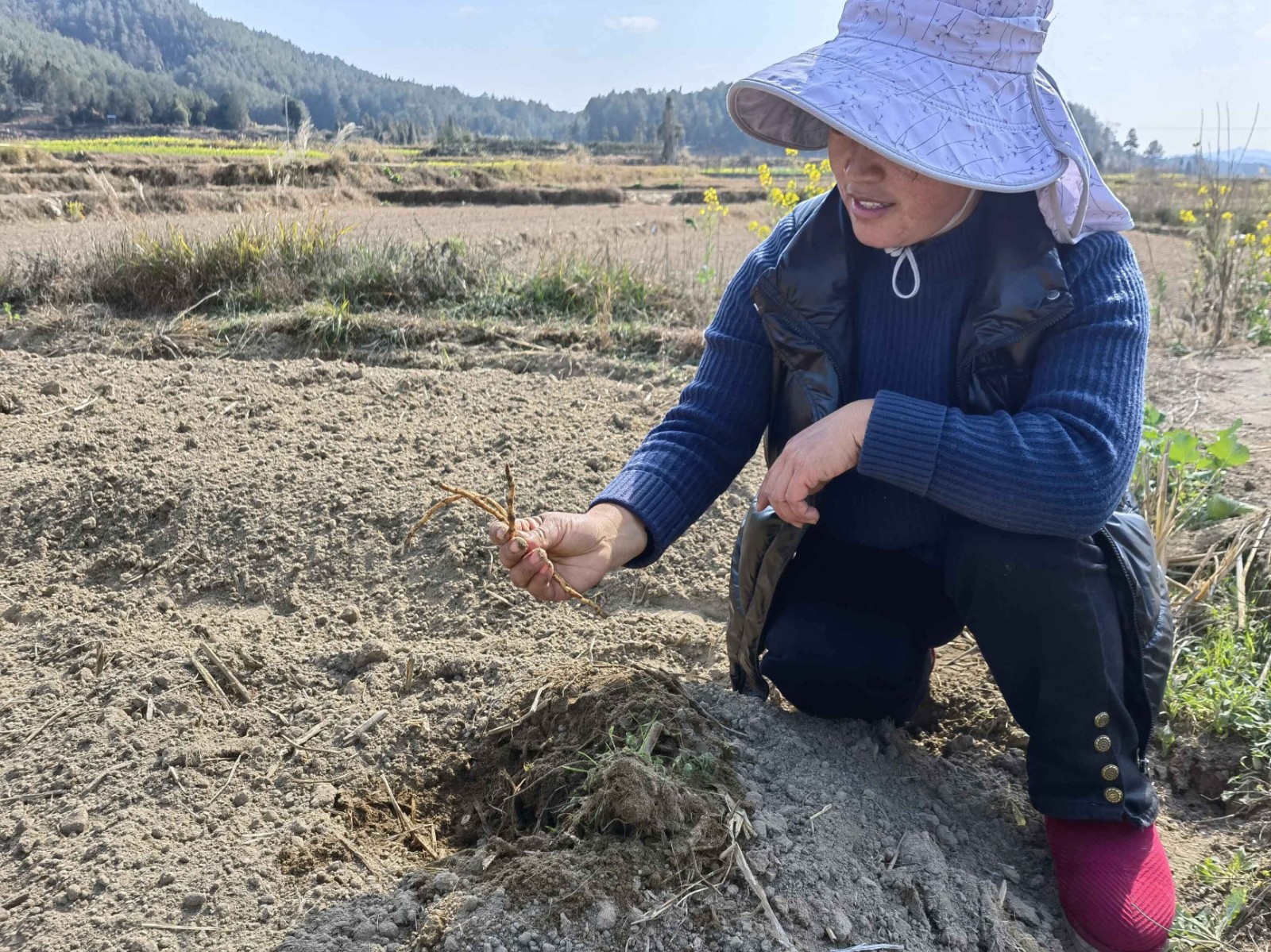 董红梅在折耳根基地查看种植情况.jpg
